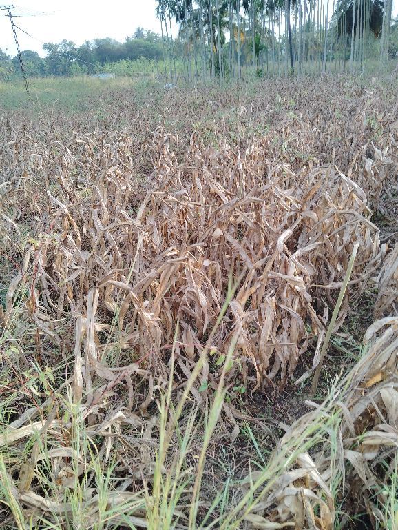 Paddy field in India